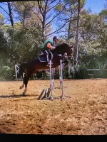 Vente de cheval : RASROSE